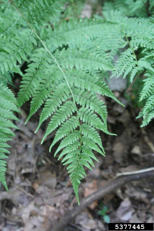 close up of a single lady fern compound leaf tapers to a point and each leaflet is compound and tapers to a point