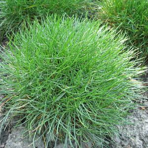 a mound of thin leaved sea thrift vegetation resembles a bunch grass