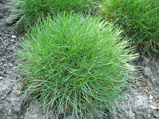 a mound of thin leaved sea thrift vegetation resembles a bunch grass