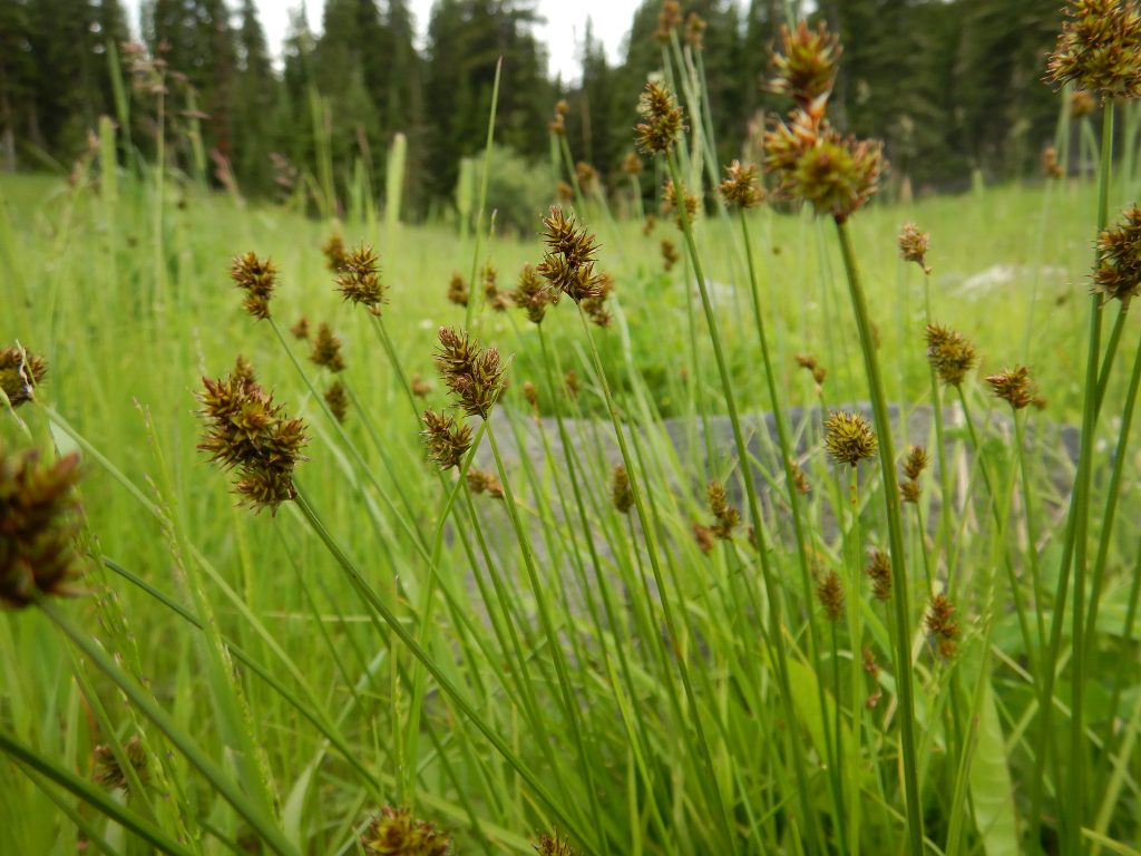 Close up of chamisso sedge seed heads, that rise above the rest of the plant and are brow and look randomly stuck together