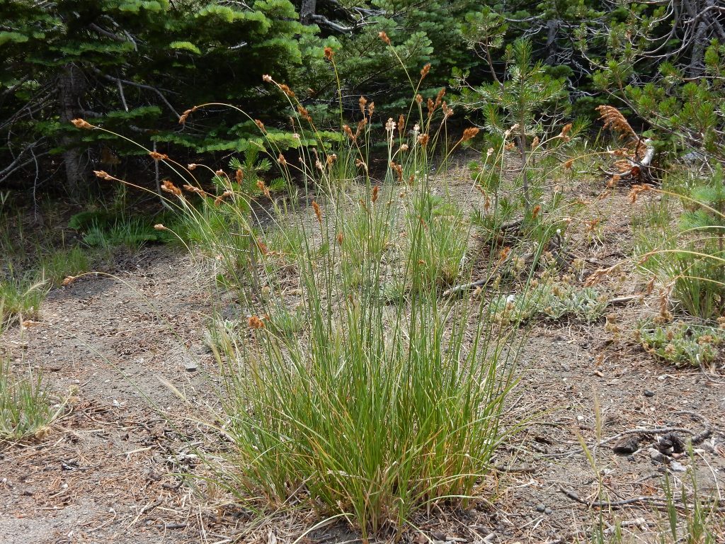 a single chamisso sedge with leaves a littl eunder half the height of the inflorescence stalks, which rise above and nod