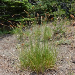 a single chamisso sedge with leaves a littl eunder half the height of the inflorescence stalks, which rise above and nod