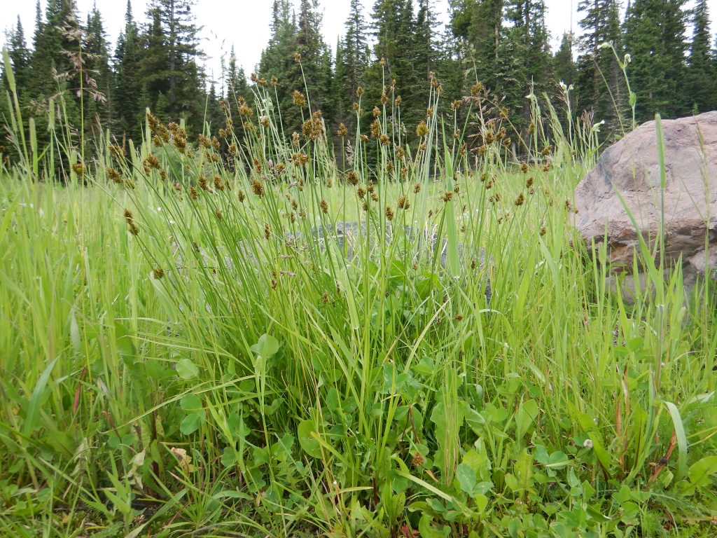 chamisso sedge mixed in with other plants