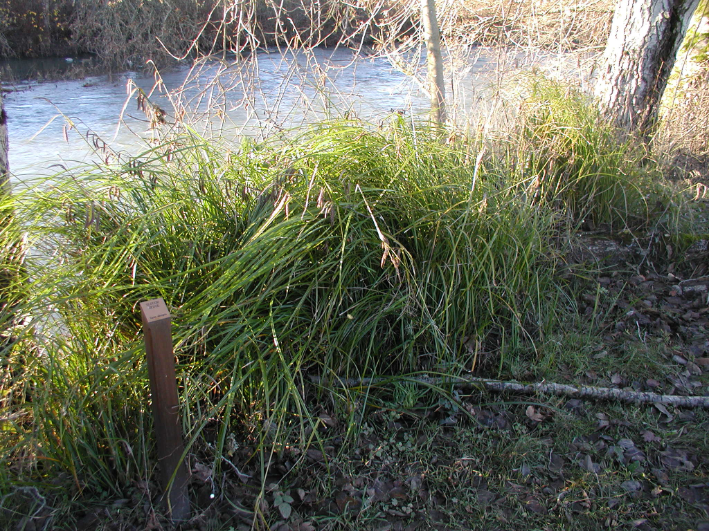 a large and floppy sedge thriving along a stream bank