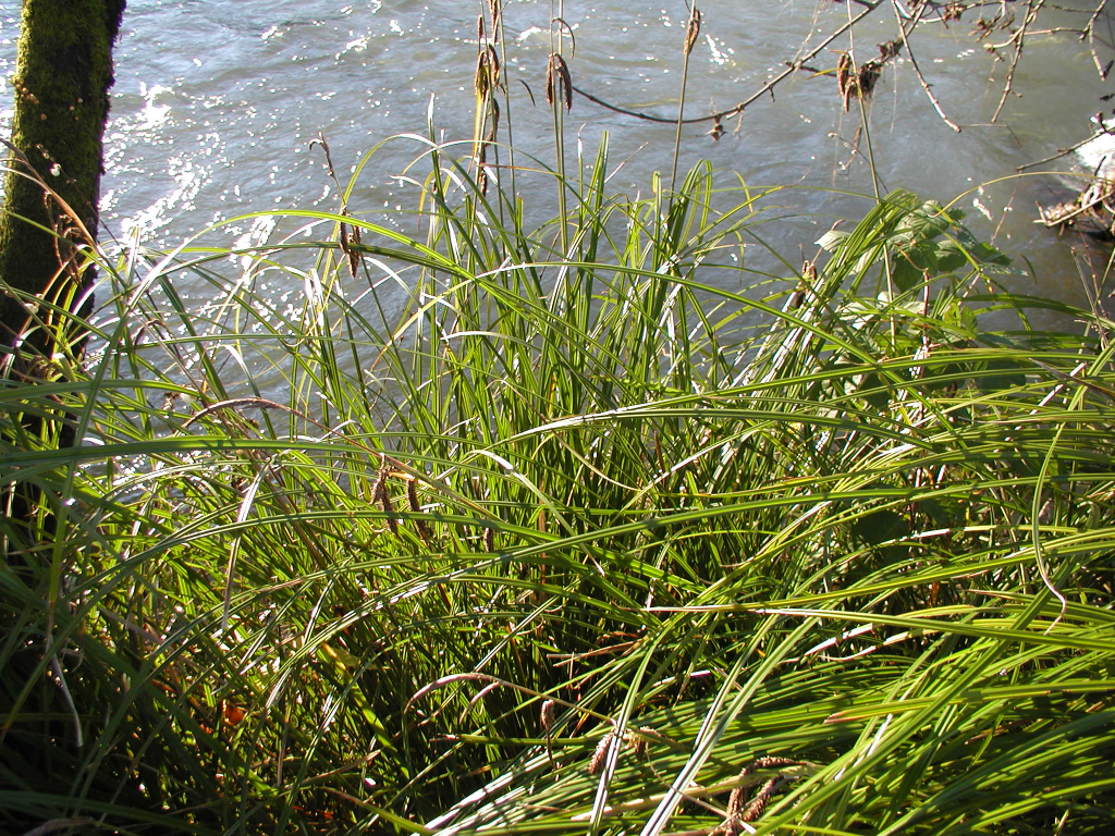 a robust sedge with drooping seed heads along a water body