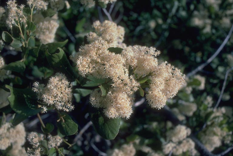 close up of numerous bunches of tiny white flowers all clustered together