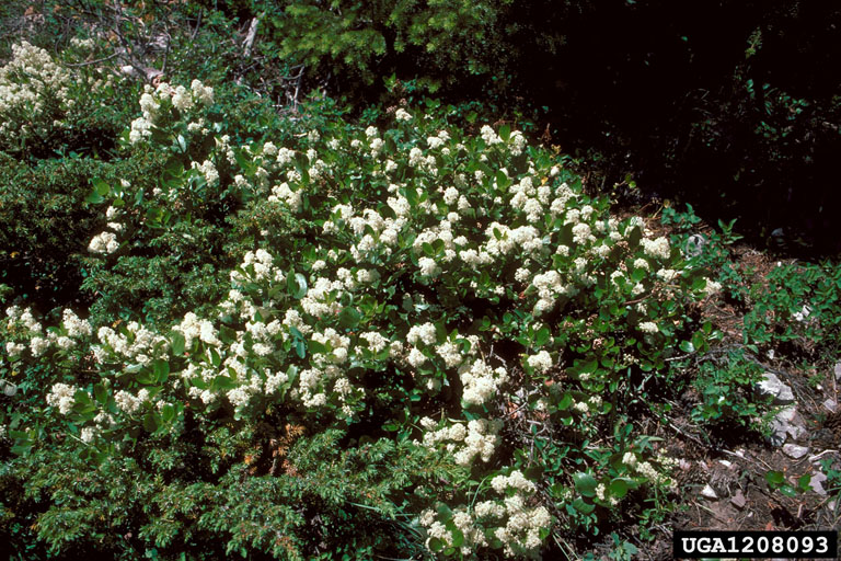 snowbrush in bloom. Leathery evergreen rounded leaves with bunches of white flowers dotted across it