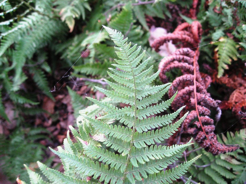 compound leaflets that taper to points along a green mid rib that also tapers to a point