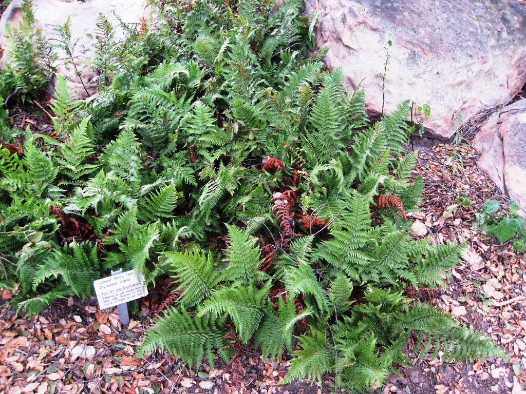 a patch of ferns that taper and curve