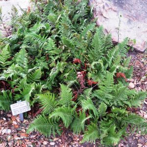 a patch of ferns that taper and curve