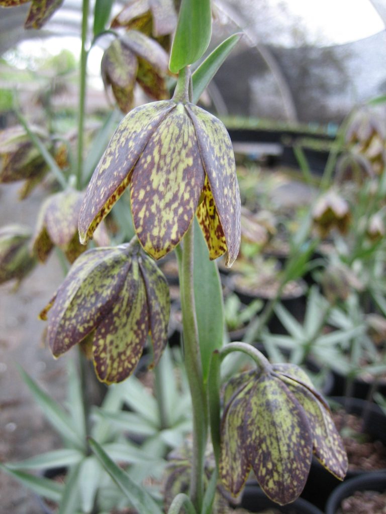 bell shaped nodding flowers with 6 spotted yellow-green and purple-brown petals on stems that have whorls of 6 lance shaped leaves