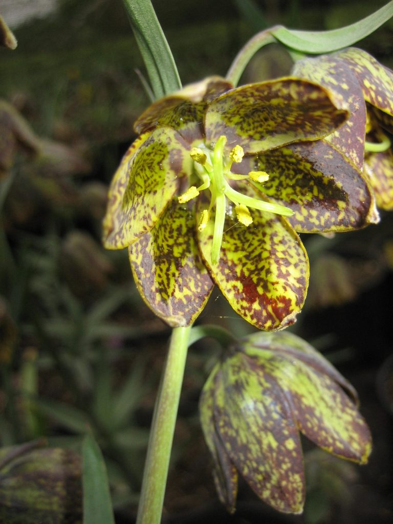 bell shaped nodding flowers with 6 spotted yellow-green and purple-brown petals on stems that have whorls of 6 lance shaped leaves