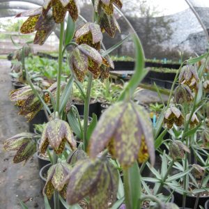 bell shaped nodding flowers with 6 spotted yellow-green and purple-brown petals on stems that have whorls of 6 lance shaped leaves