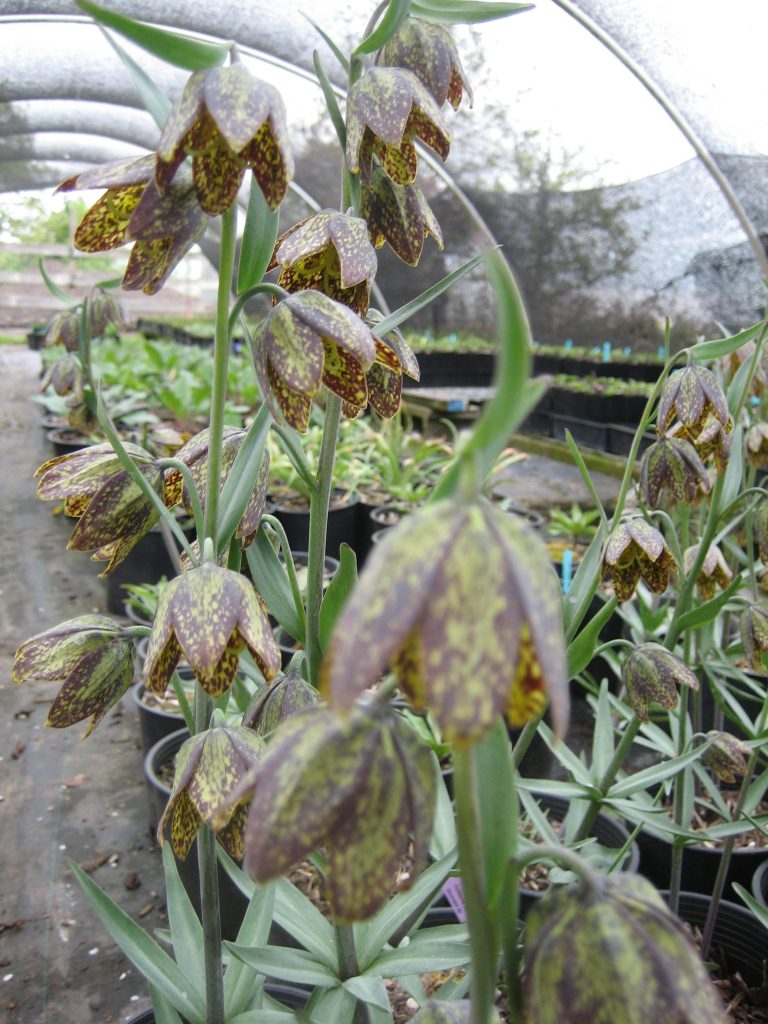 bell shaped nodding flowers with 6 spotted yellow-green and purple-brown petals on stems that have whorls of 6 lance shaped leaves