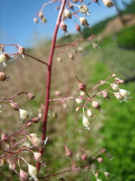 Sprays of dainty pinkish white, bell-shaped flowers along rosy stems
