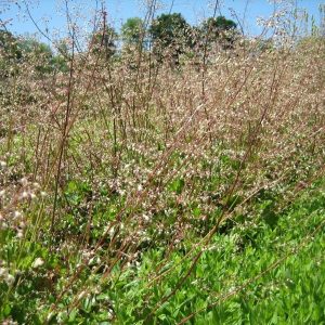 Sprays of dainty pinkish white, bell-shaped flowers along rosy stems above mounded rosettes of evergreen leaves.