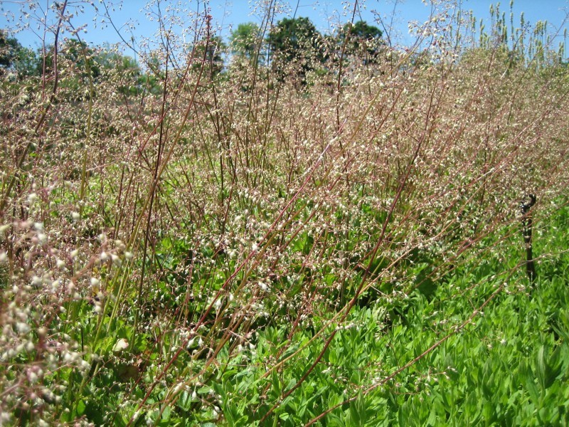 Sprays of dainty pinkish white, bell-shaped flowers along rosy stems above mounded rosettes of evergreen leaves.