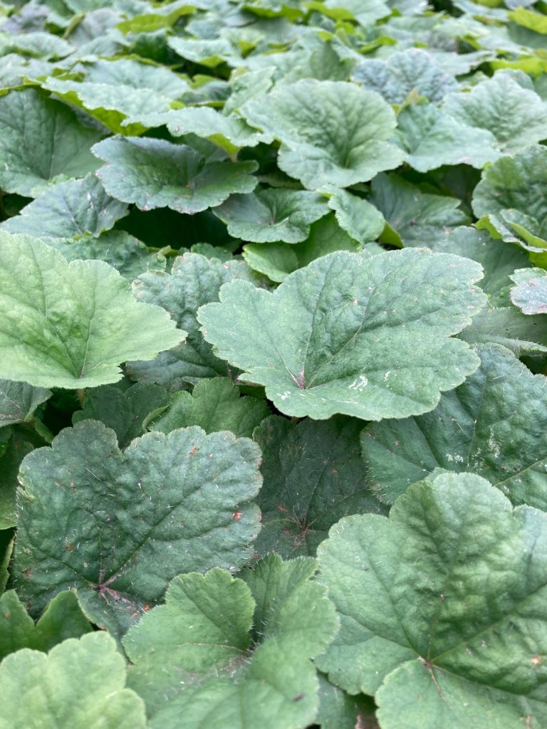Mounded rosettes of cordate crenate lobed evergreen leaves.