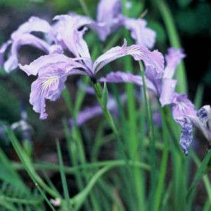 purple iris flowers with yellow and white center veins