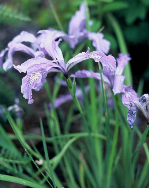 purple iris flowers with yellow and white center veins