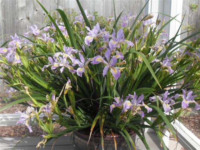 purple iris flowers with yellow and white center veins