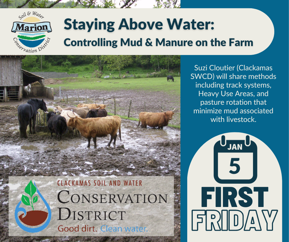 horses and cattle in a muddy pasture on a graphic designed to advertise the January 5, 2023 First Friday - Staying Above Water: Controlling Mud and Manure on the Farm with Suzi Cloutier of Clackamas SWCD