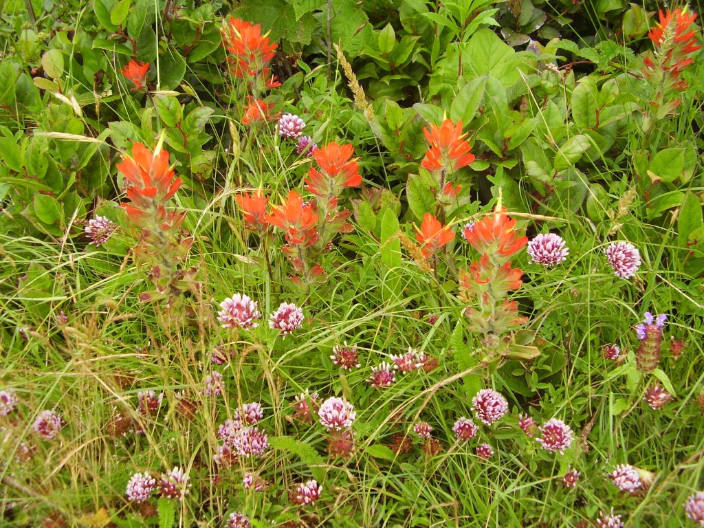 red paintbrush inflorescences rise above dusky rose sea blush