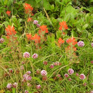 red paintbrush inflorescences rise above dusky rose sea blush