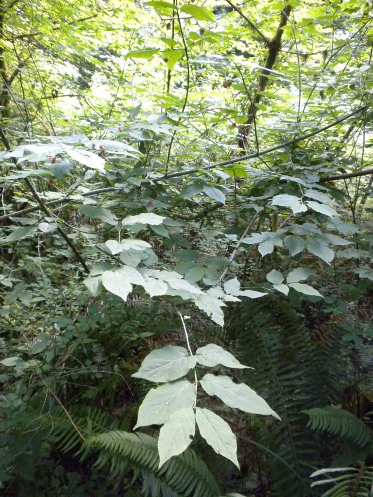 delicate branches of wahoo