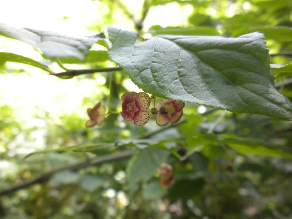 a few small pinkish to cream "flowers" on underside of leaves