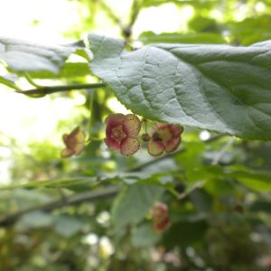 a few small pinkish to cream "flowers" on underside of leaves