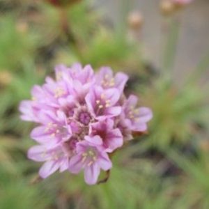 a tight, semi-spherical cluster of small pink sea thrift flowers at the top of a stem