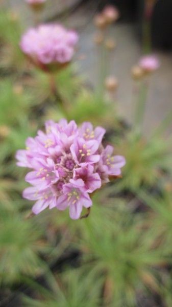 a tight, semi-spherical cluster of small pink sea thrift flowers at the top of a stem