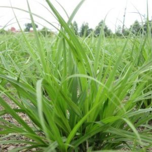 close up of a dense sedge sowing bunch like form and long linear leaves