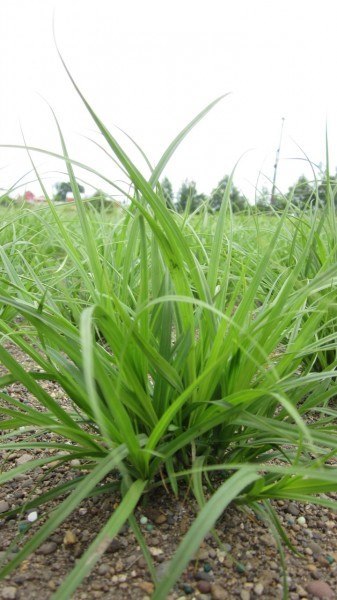 close up of a dense sedge sowing bunch like form and long linear leaves