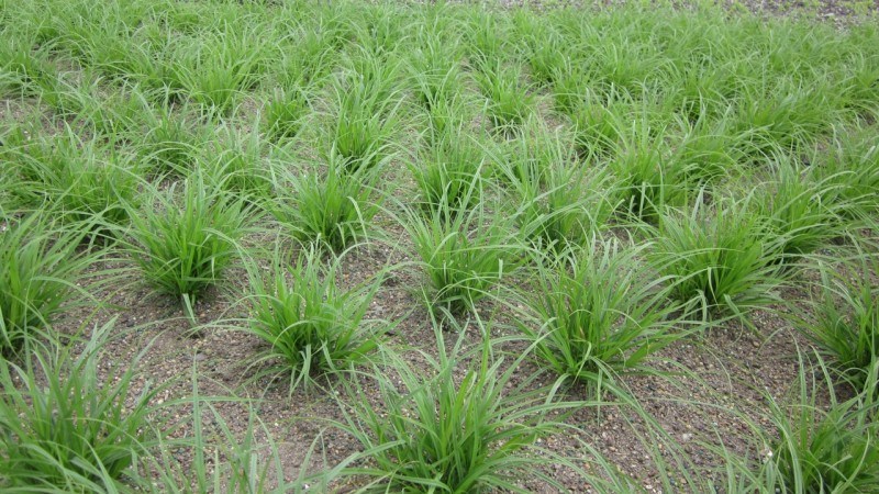 a field of dense sedge bunches