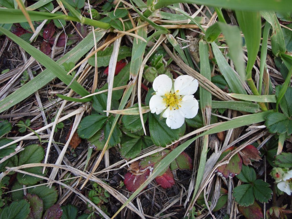 leaves of three and creamy white 5-petalled flowers with yellow centers