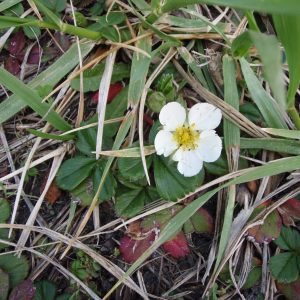 leaves of three and creamy white 5-petalled flowers with yellow centers