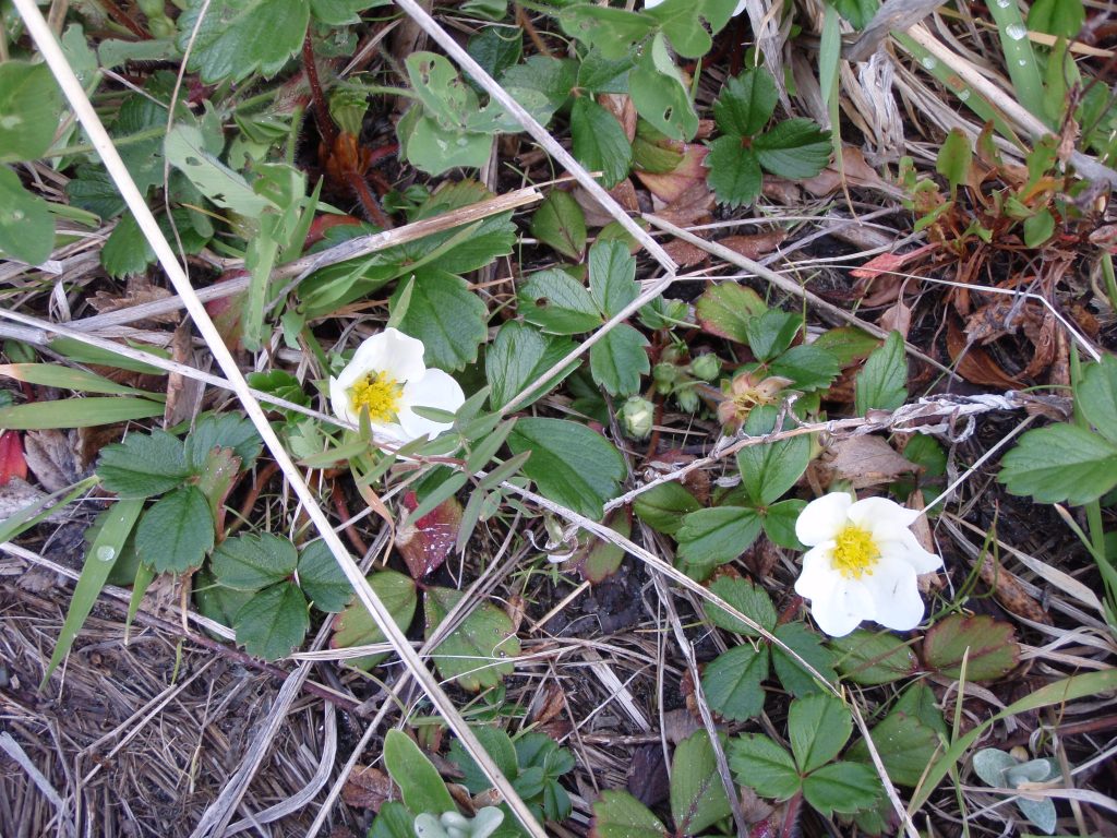 Dark green, glossy, evergreen groundcover with showy little white flowers. Tiny red fruits have concentrated strawberry flavor. Spreads from stolons.