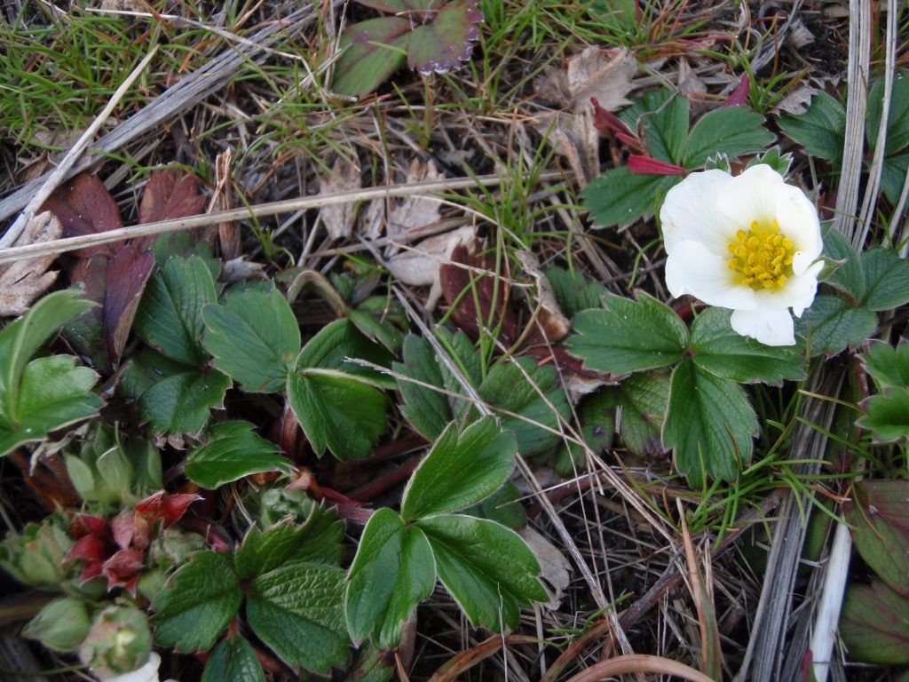 Dark green, glossy, evergreen groundcover with showy little white flowers. Tiny red fruits have concentrated strawberry flavor. Spreads from stolons.