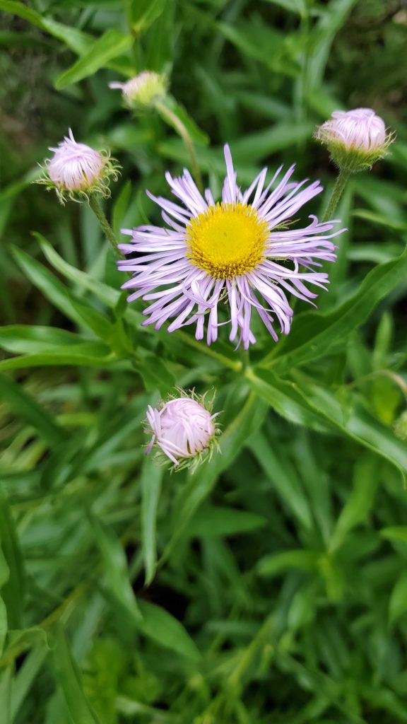 light purple rays and yellow disk flower