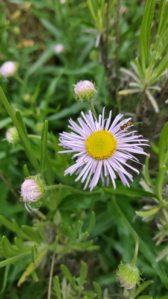 thin light purple rays and yellow disk of open flower with some closed purple buds