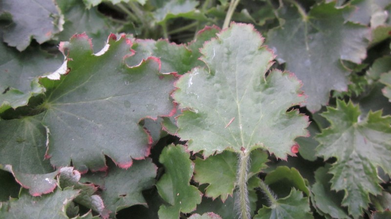 mounded rosettes of lobed serrate cordate evergreen leaves.