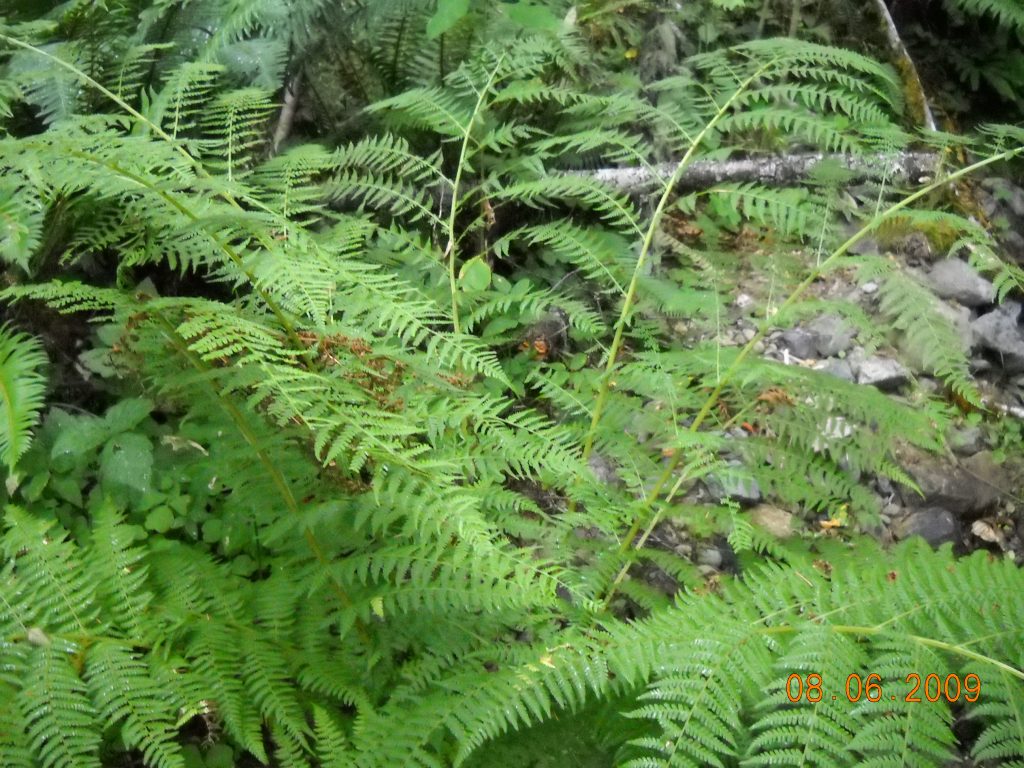 loosely arranged compound leaves of lady fern with deeply dissected leaflets