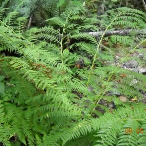loosely arranged compound leaves of lady fern with deeply dissected leaflets