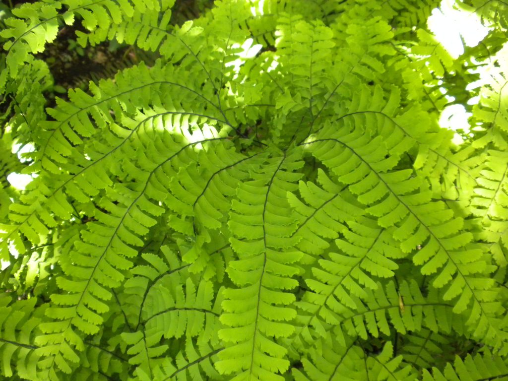 shows the delicate beauty of this fern that has green leaflets on long linear compound leaves out from central circular ring