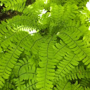 shows the delicate beauty of this fern that has green leaflets on long linear compound leaves out from central circular ring