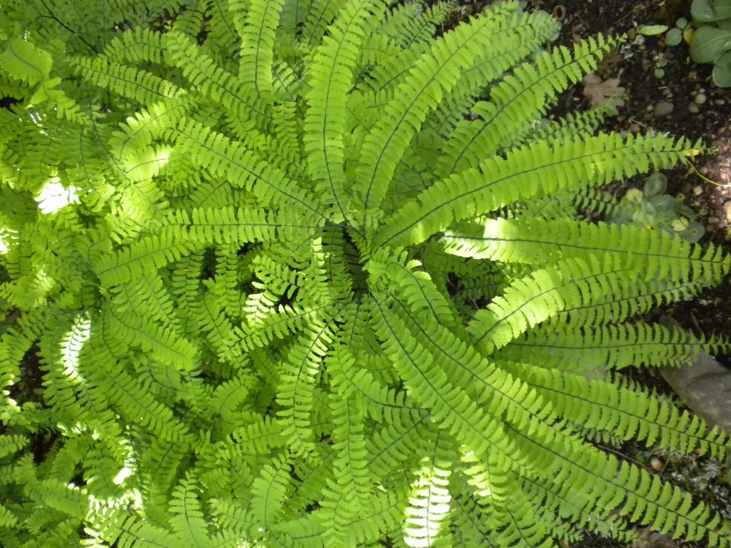 shows the plant from above with delicate compound leaves radiating out from a central circle with black mid ribs and light green leaflets