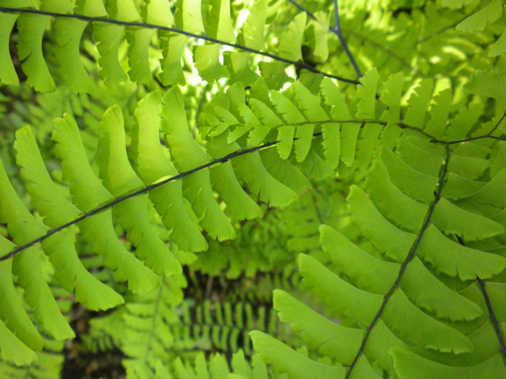 close up showing leaflets of leaves radiating outward from center point of plant all with back mid-ribs