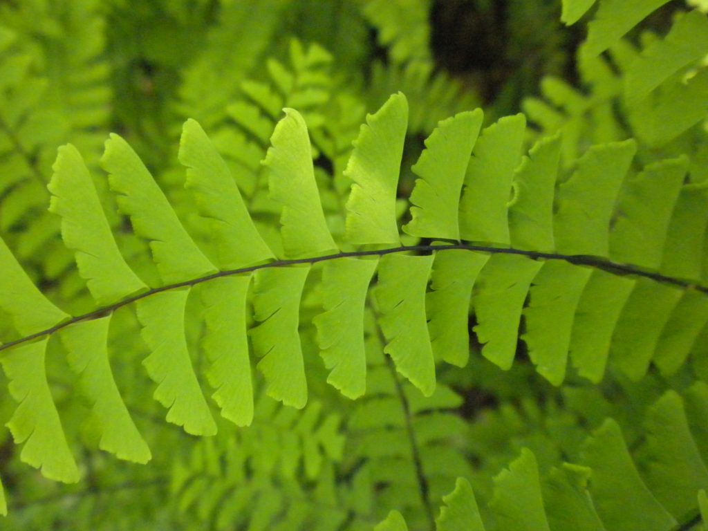 close up of a maidenhair leaf showing many leaflets which resemble maple samaras in shape along a black mid-rib stem.